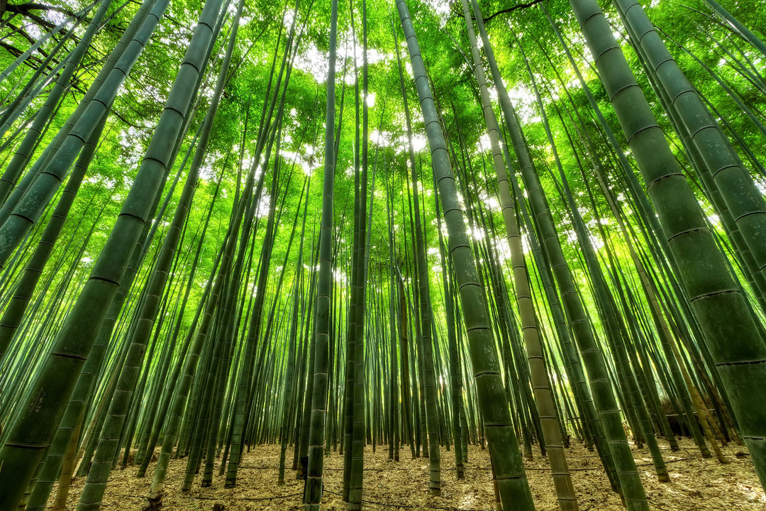 Forest of bamboo plants