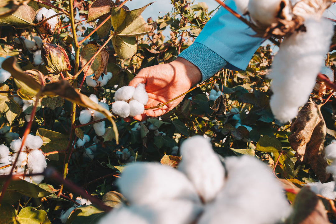 Organic cotton being hand picked